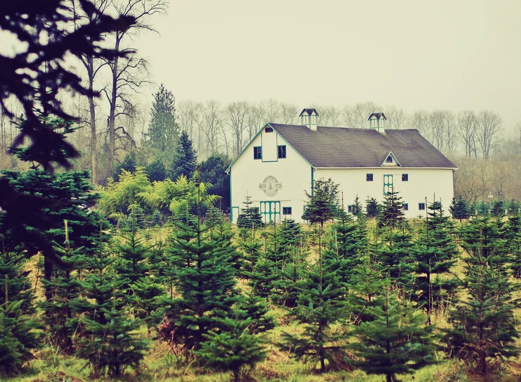 Carnation Tree Farm: farm photo