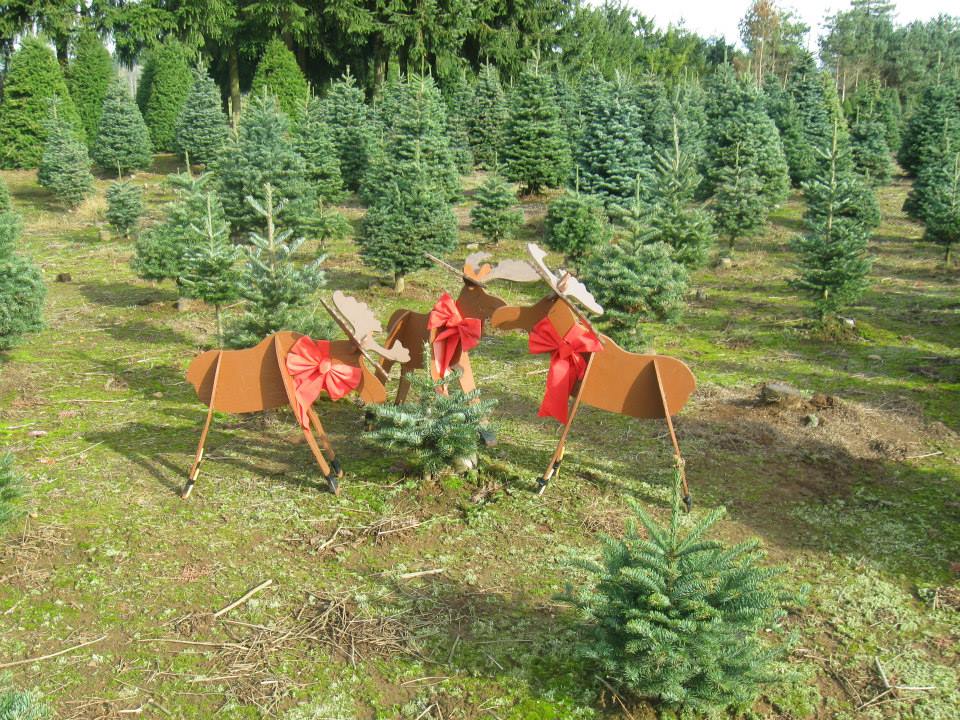 Larwick U-cut Christmas Tree Farm: farm photo