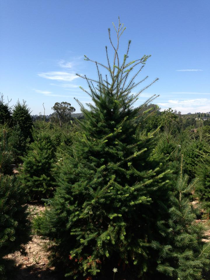 Garlock Christmas Tree Farm: farm photo