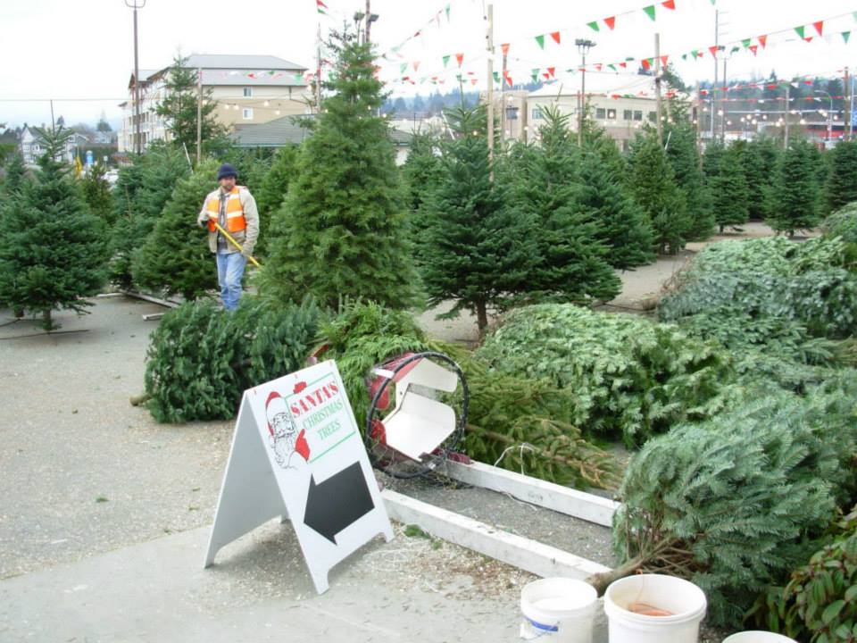 Santa's Christmas Tree's: farm photo