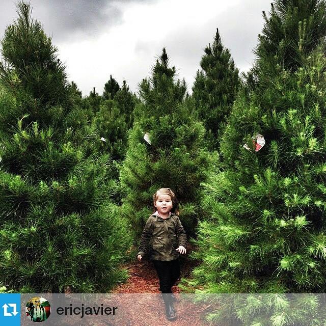 Peltzer Pines – Silverado Tree Farm: farm photo