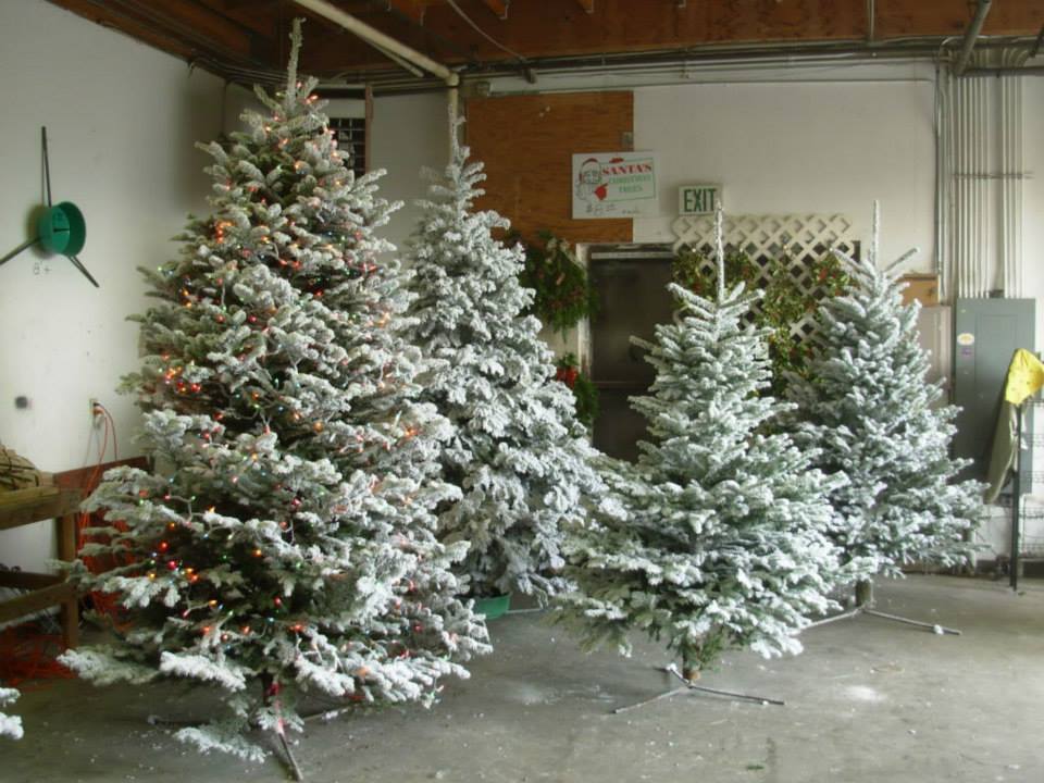 Santa's Christmas Tree's: farm photo