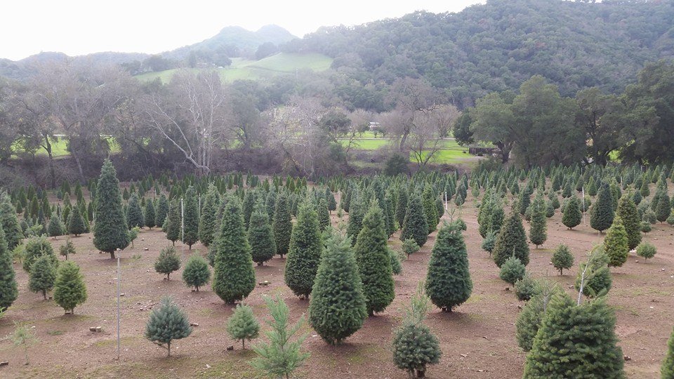 Paradise Christmas Tree Farm: farm photo