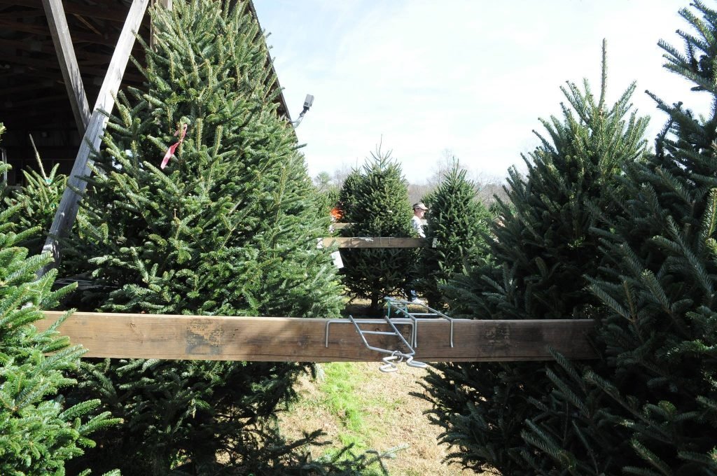 Beavers Christmas Tree Farm: farm photo