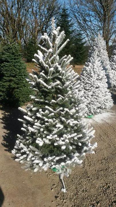 The Tree Wisemans Christmas tree farm: farm photo