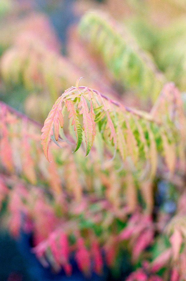 CreekSide Tree Nursery: farm photo