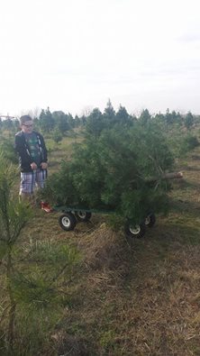 Seiler's Christmas Tree Farm: farm photo