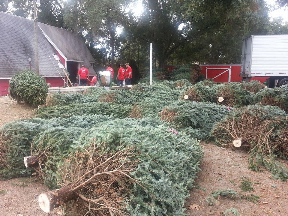 Santa’s Christmas Tree Forest: farm photo