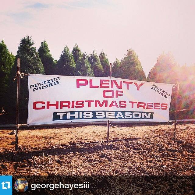 Peltzer Pines – Silverado Tree Farm: farm photo