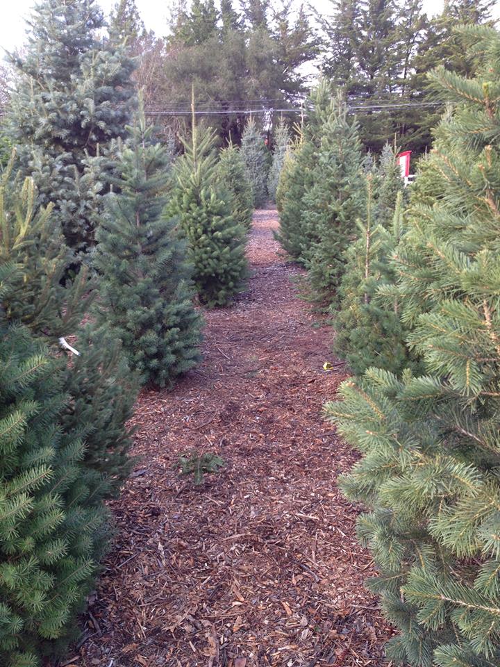 Grandma Buddy's Christmas Trees: farm photo