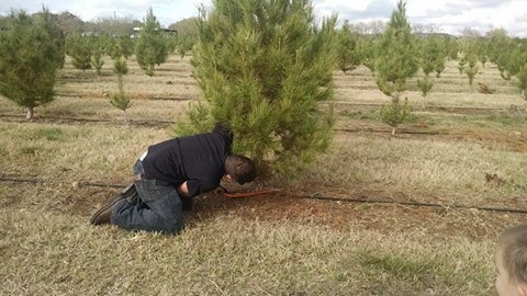 Pipe Creek Christmas Tree Farm: farm photo