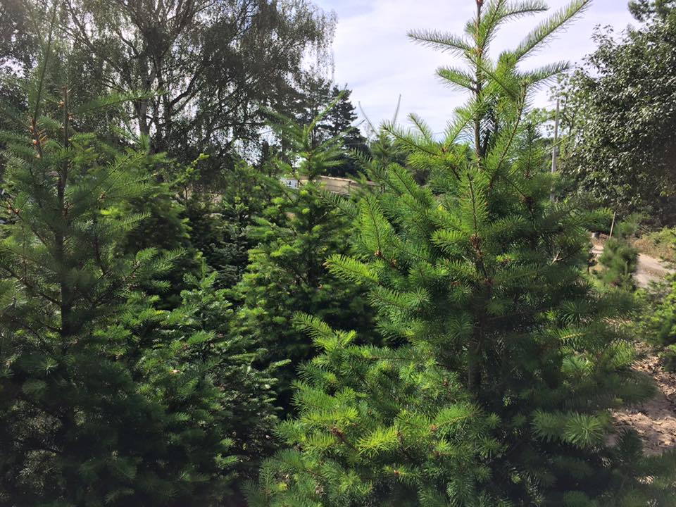 Garlock Christmas Tree Farm: farm photo