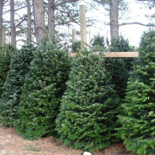 Evergreen Farms Christmas Trees: farm photo