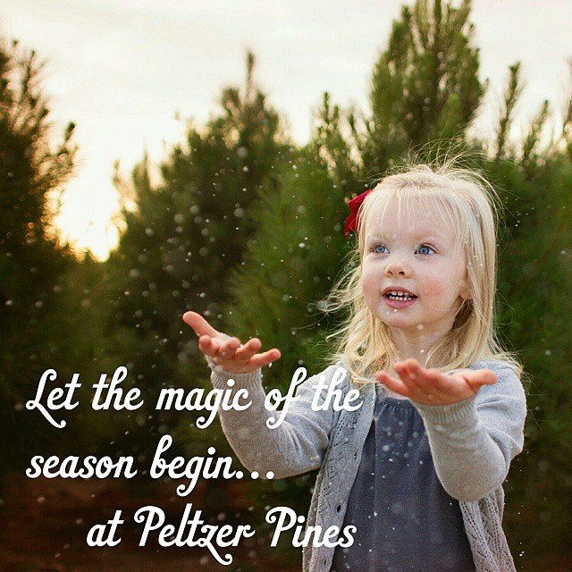 Peltzer Pines – Brea Tree Farm: farm photo