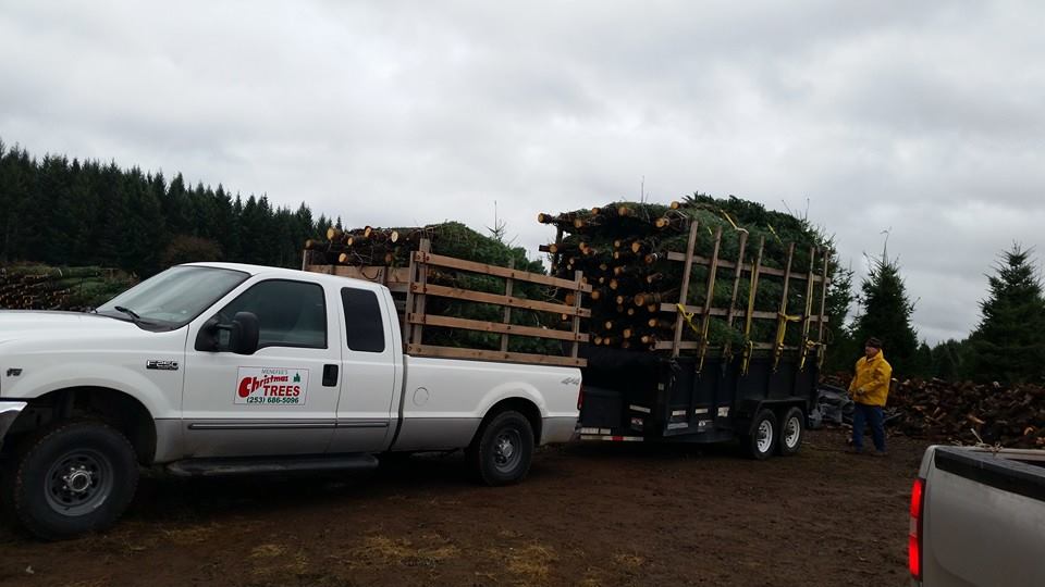 Menefees Christmas Trees Central Tacoma: farm photo