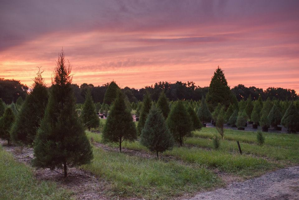 Santa’s Christmas Tree Forest: farm photo