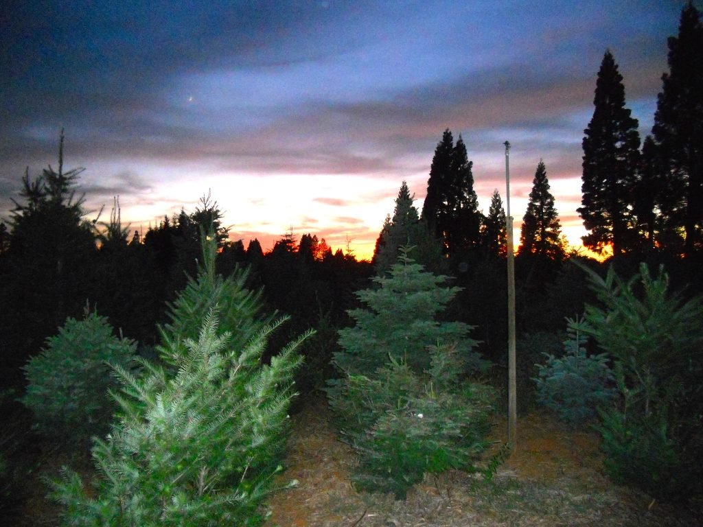 Carson Ridge Evergreens: farm photo