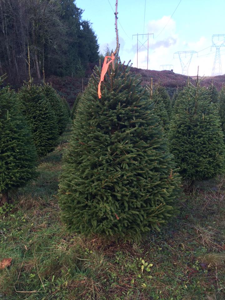 Pilchuck Secret Valley Christmas Trees: farm photo