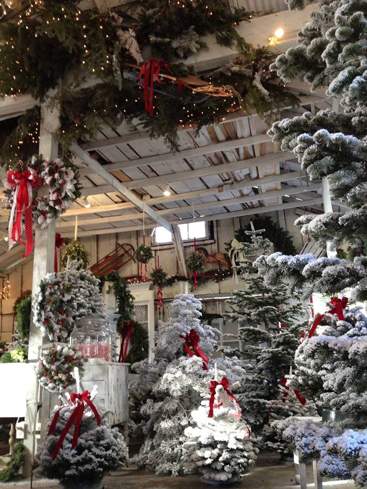 Grandma Buddy's Christmas Trees: farm photo