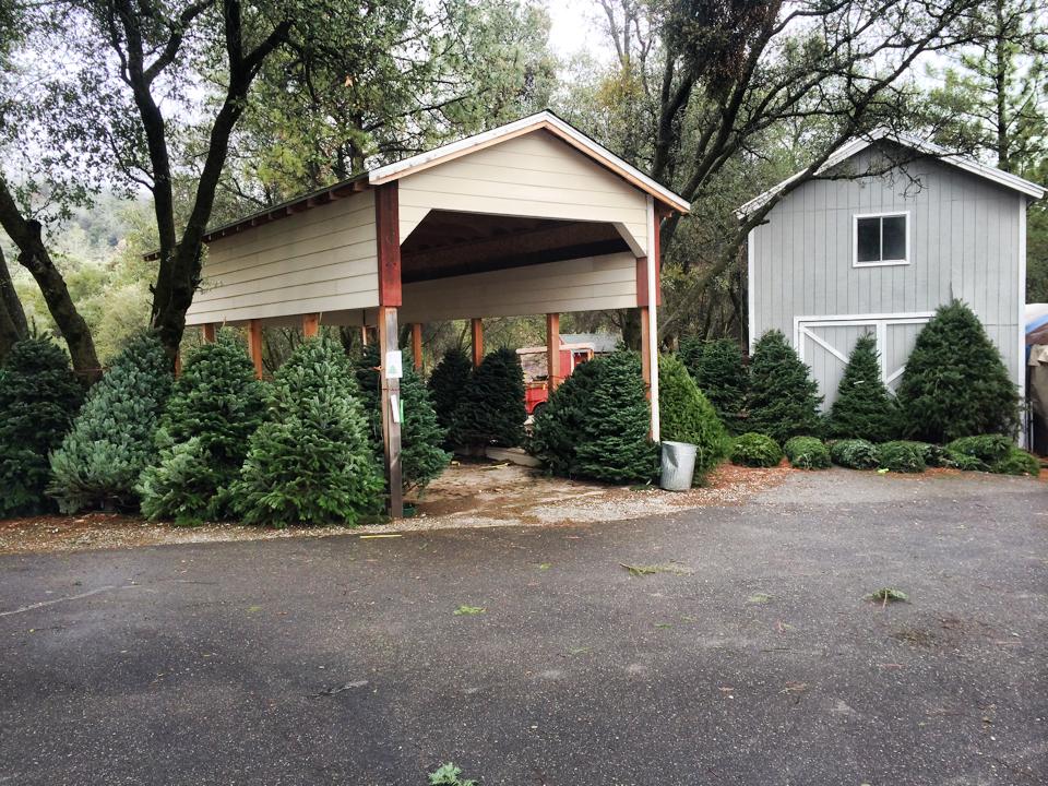 Anderson Christmas Tree Farm: farm photo