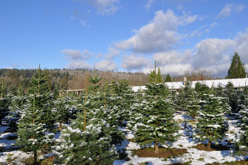 JP Landscape Tree Farm: farm photo