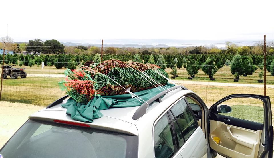 Pipe Creek Christmas Tree Farm: farm photo