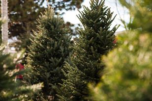 Heidrich’s Colorado Tree Farm Nursery LLC: farm photo