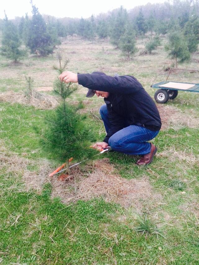 Seiler's Christmas Tree Farm: farm photo