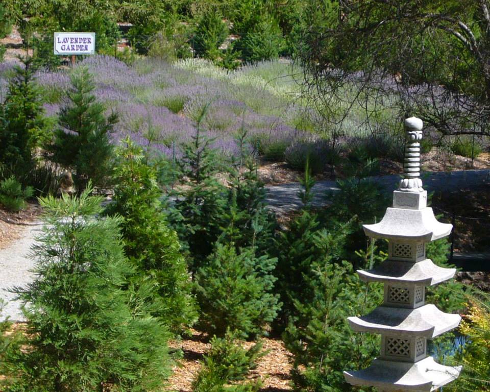 Patchen California Christmas Tree Farm: farm photo