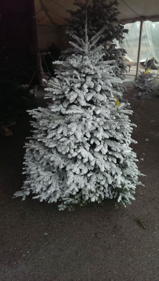 Anthony's Christmas Trees and Wreaths, Inc.: farm photo