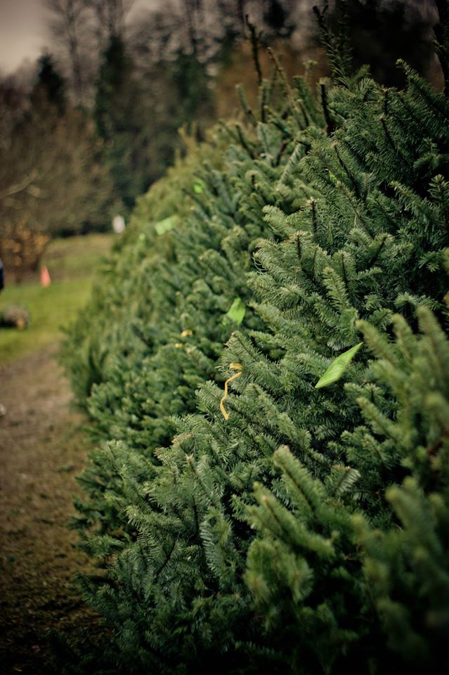 Carnation Tree Farm: farm photo
