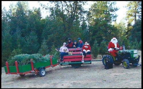 Alto Tree Farm: farm photo