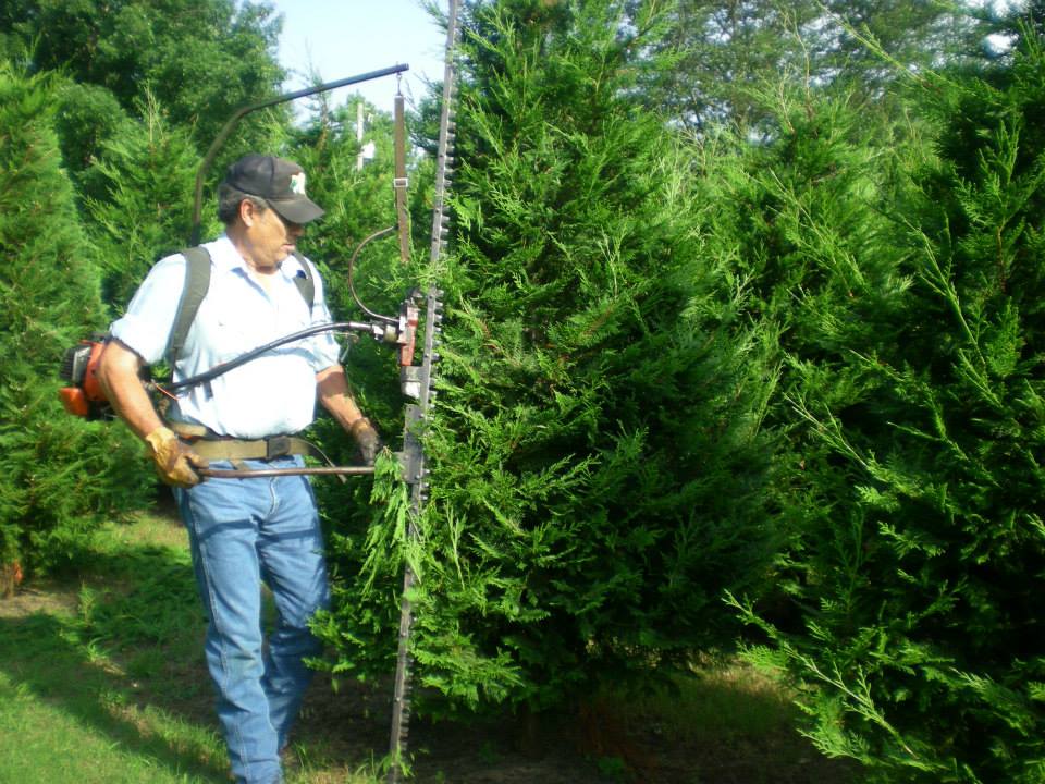 Muddy Creek Christmas Tree Farm: farm photo
