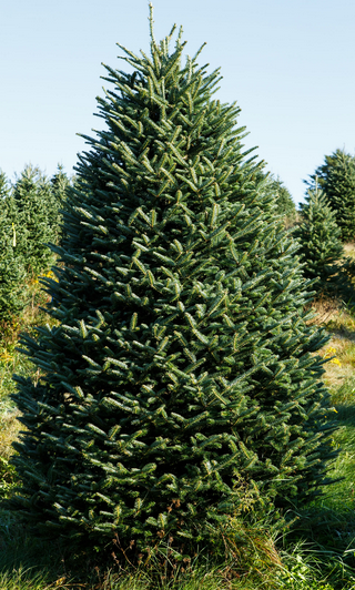 Hilltop Tree Farm: farm photo