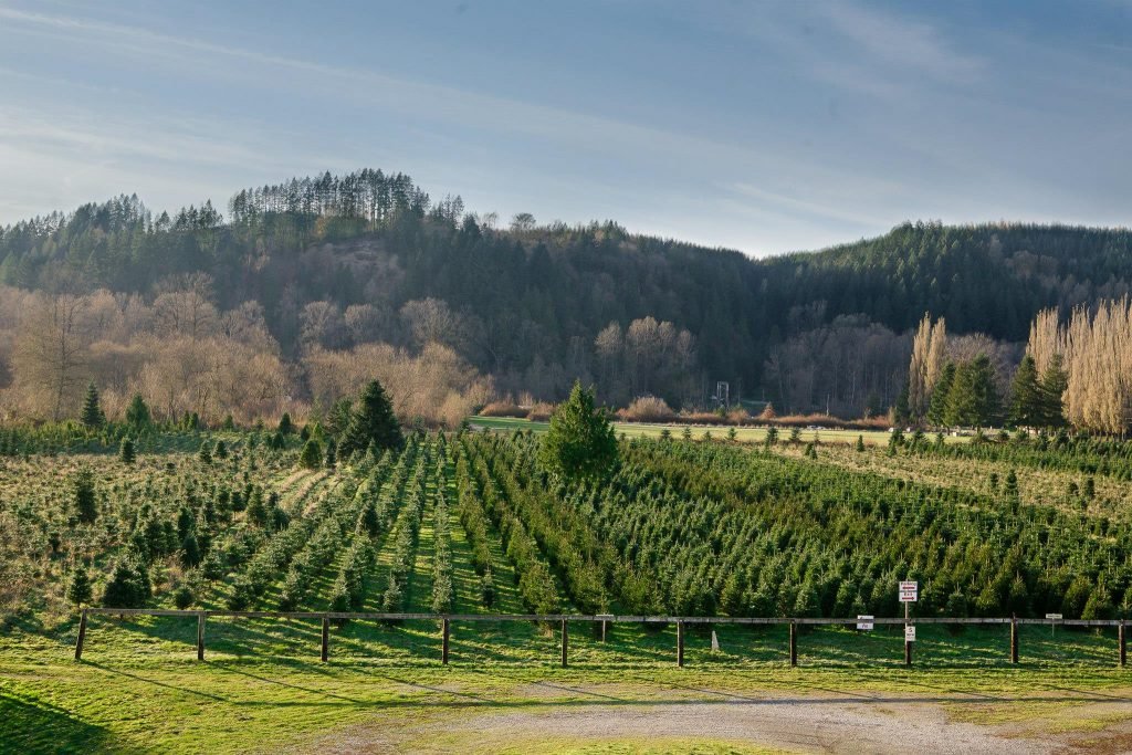 Carnation Tree Farm: farm photo