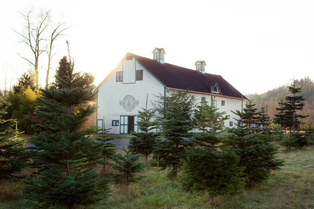 Carnation Tree Farm: farm photo