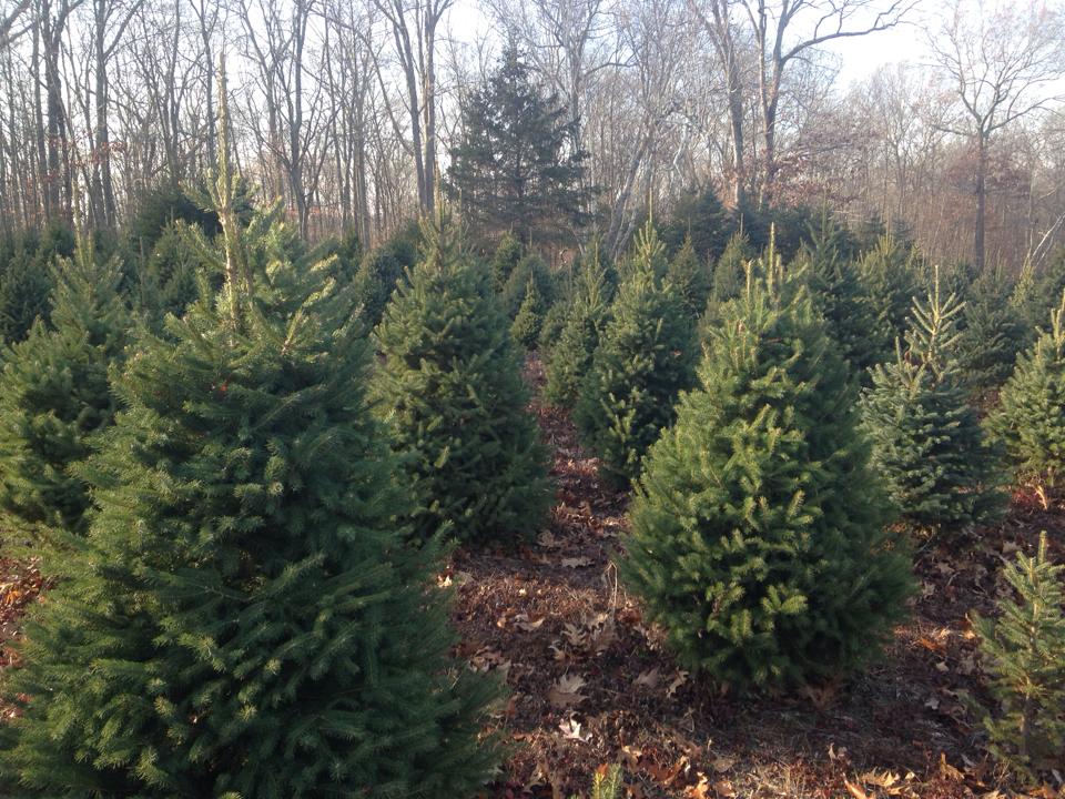 Charlie Brown's Christmas Tree Farm: farm photo