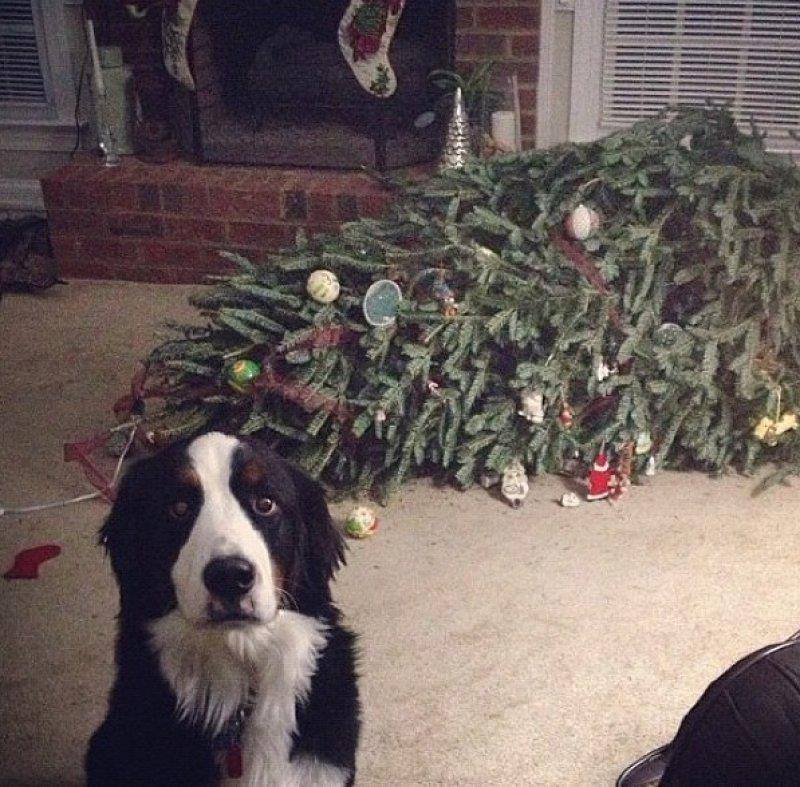 Beavers Christmas Tree Farm: farm photo