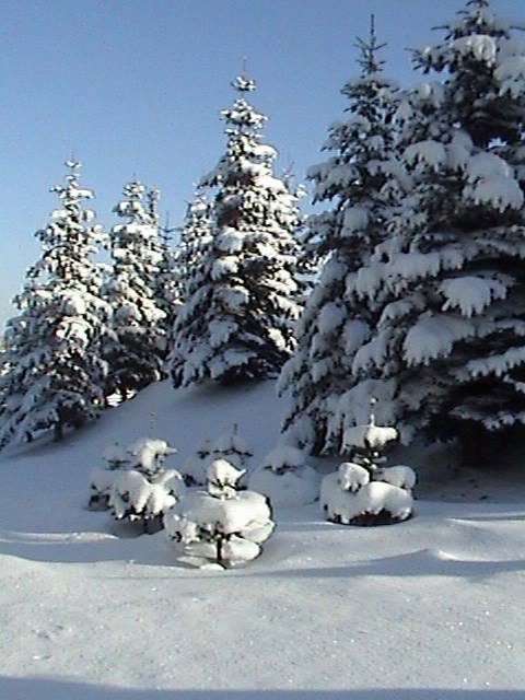 Holiday U-Cut Christmas Trees: farm photo