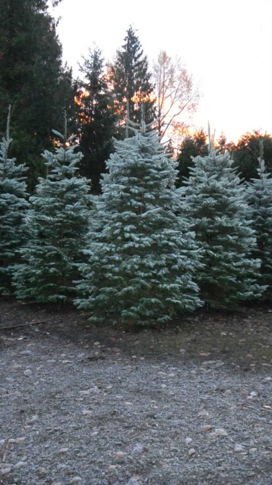 Holiday U-Cut Christmas Trees: farm photo