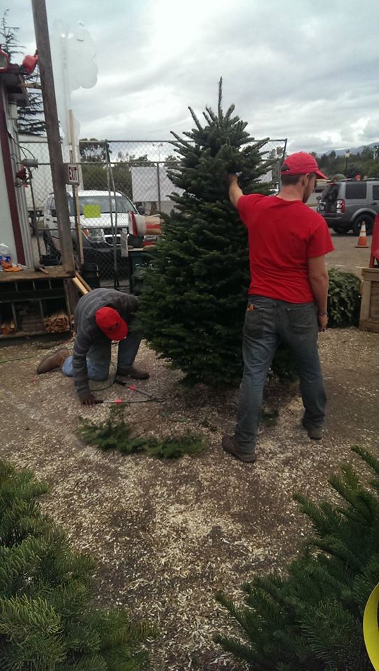 Anthony's Christmas Trees and Wreaths, Inc.: farm photo