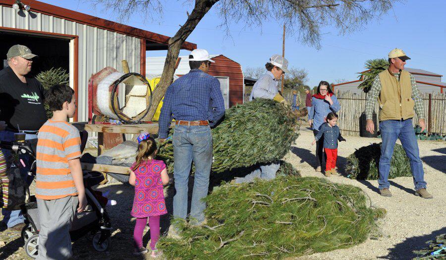Concho Christmas Tree Farm: farm photo