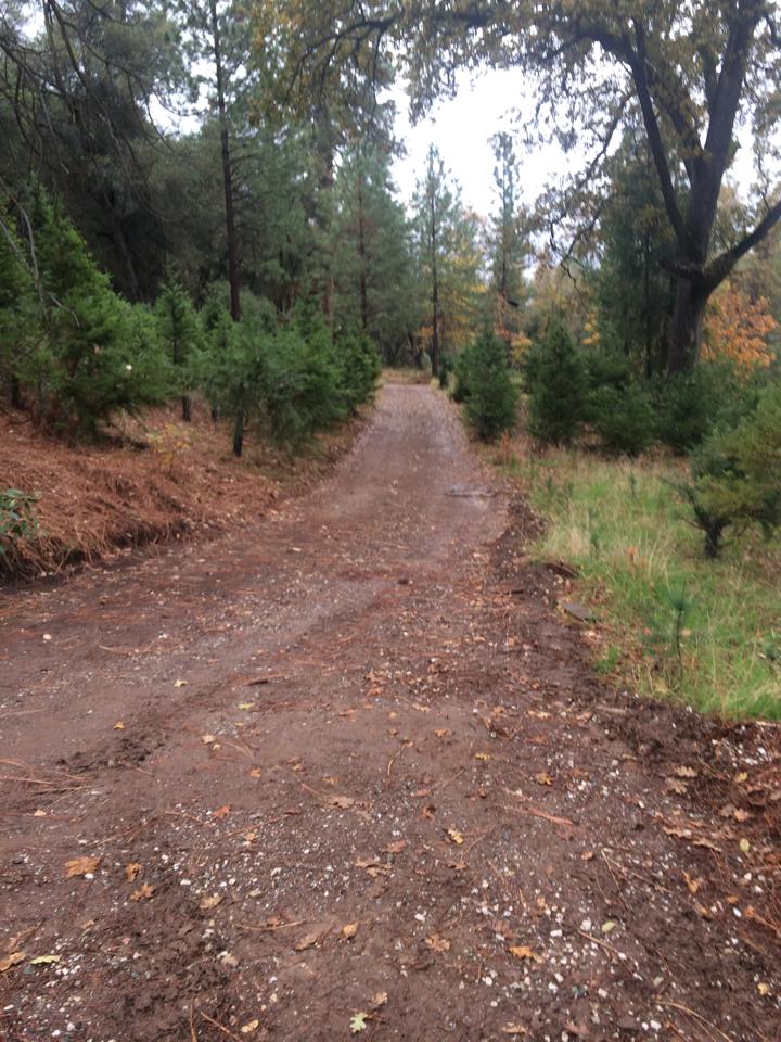 Anderson Christmas Tree Farm: farm photo
