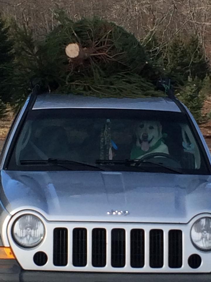Miller Tree Farm: farm photo