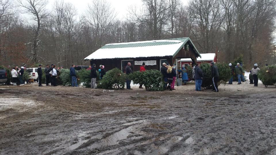 Dumas Christmas Tree Farm: farm photo