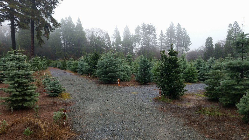 McBurney Christmas Tree Farm: farm photo