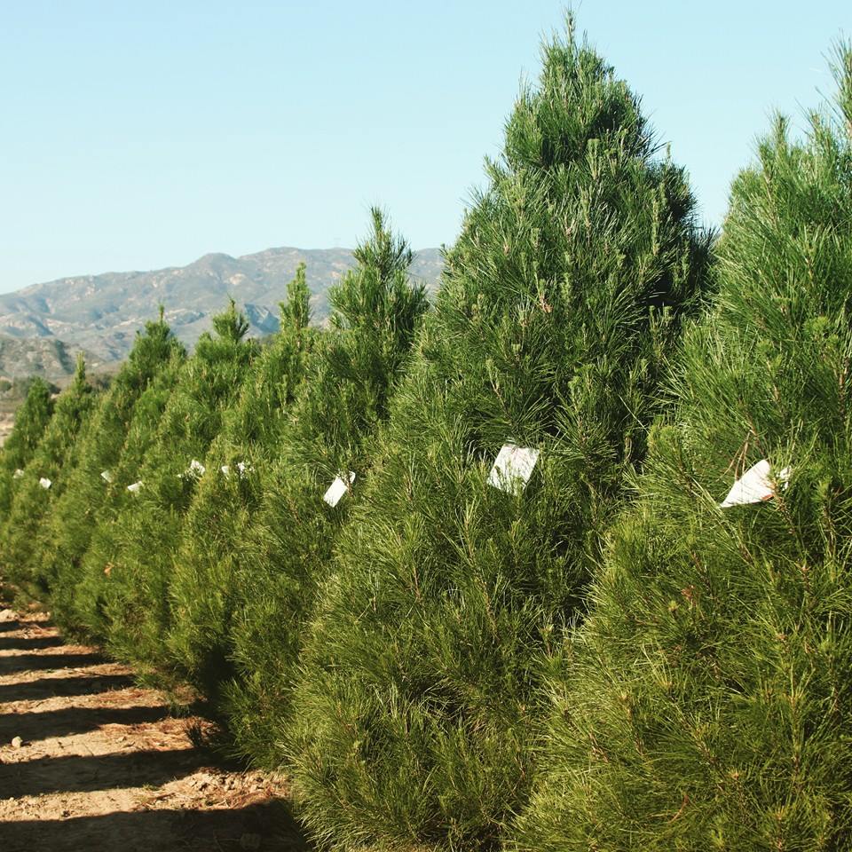 Peltzer Pines – Brea Tree Farm: farm photo