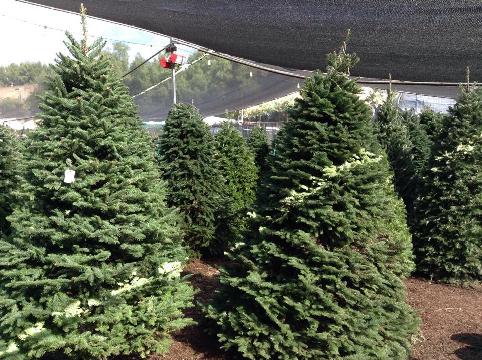Christmas Ranch Tree Farms – Thousand Oaks: farm photo