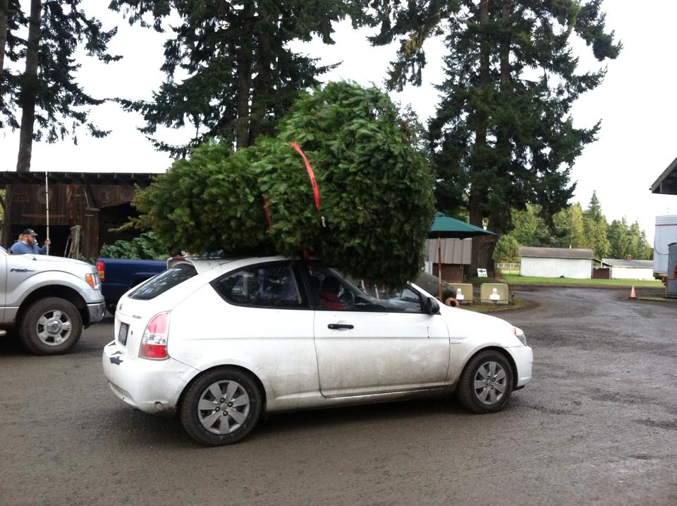 Lazy J Tree Farm: farm photo