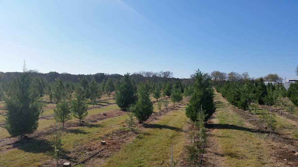 Pipe Creek Christmas Tree Farm: farm photo